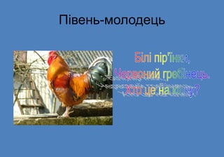 Півень-молодець
 