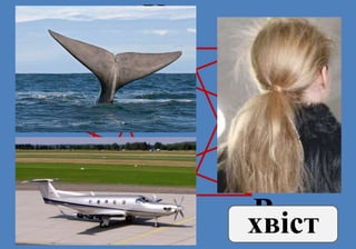 Х
В
І
СТ
Р
К
О хвіст
 