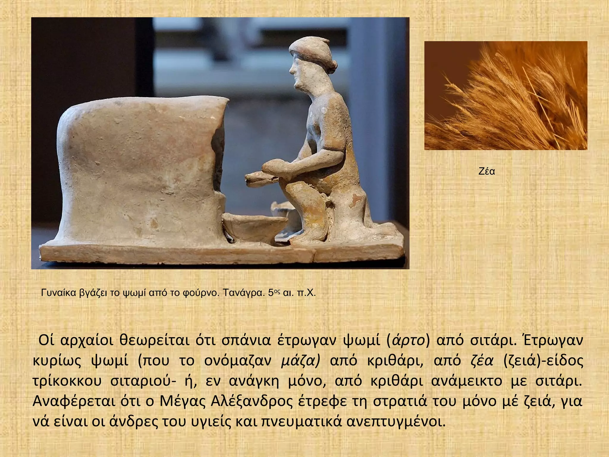 Οί αρχαίοι θεωρείται ότι σπάνια έτρωγαν ψωμί (άρτο) από σιτάρι. Έτρωγαν
κυρίως ψωμί (που το ονόμαζαν μάζα) από κριθάρι, από ζέα (ζειά)-είδος
τρίκοκκου σιταριού- ή, εν ανάγκη μόνο, από κριθάρι ανάμεικτο με σιτάρι.
Αναφέρεται ότι ο Μέγας Αλέξανδρος έτρεφε τη στρατιά του μόνο μέ ζειά, για
νά είναι οι άνδρες του υγιείς και πνευματικά ανεπτυγμένοι.
Γυναίκα βγάζει το ψωμί από το φούρνο. Τανάγρα. 5ος
αι. π.Χ.
Ζέα
 