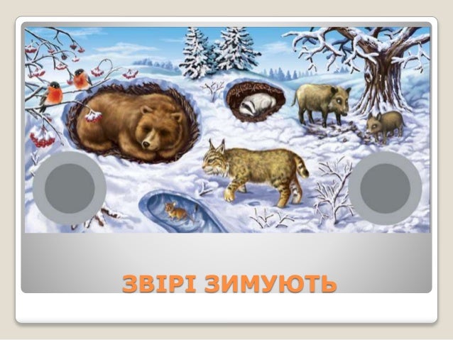 Картинки по запросу як тварини готуються до зими