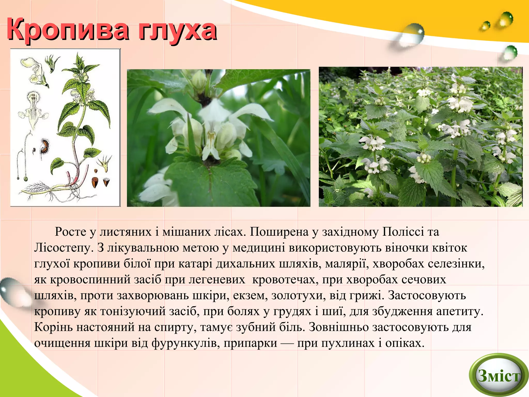Росте у листяних і мішаних лісах. Поширена у західному Поліссі та
Лісостепу. З лікувальною метою у медицині використовують віночки квіток
глухої кропиви білої при катарі дихальних шляхів, малярії, хворобах селезінки,
як кровоспинний засіб при легеневих кровотечах, при хворобах сечових
шляхів, проти захворювань шкіри, екзем, золотухи, від грижі. Застосовують
кропиву як тонізуючий засіб, при болях у грудях і шиї, для збудження апетиту.
Корінь настояний на спирту, тамує зубний біль. Зовнішньо застосовують для
очищення шкіри від фурункулів, припарки — при пухлинах і опіках.
Кропива глухаКропива глуха
Зміст
 
