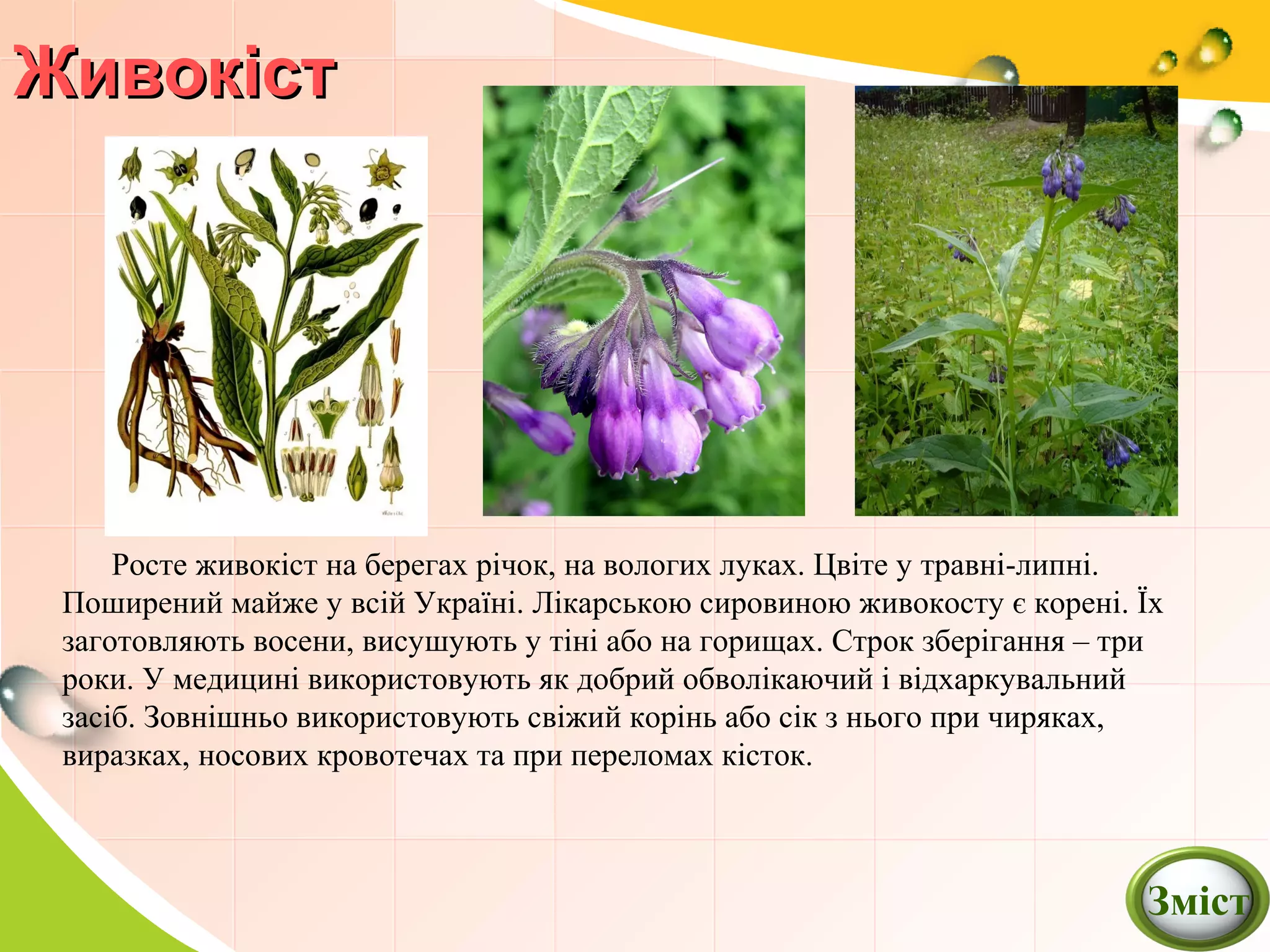 ЖивокЖивокістіст
Росте живокіст на берегах річок, на вологих луках. Цвіте у травні-липні.
Поширений майже у всій Україні. Лікарською сировиною живокосту є корені. Їх
заготовляють восени, висушують у тіні або на горищах. Строк зберігання – три
роки. У медицині використовують як добрий обволікаючий і відхаркувальний
засіб. Зовнішньо використовують свіжий корінь або сік з нього при чиряках,
виразках, носових кровотечах та при переломах кісток.
Зміст
 