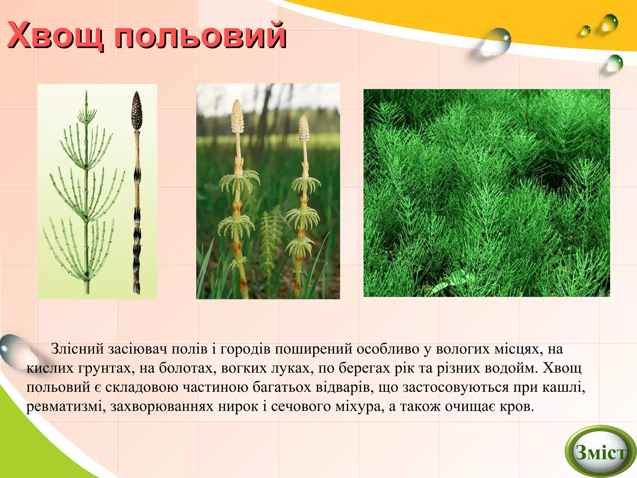 Хвощ польовийХвощ польовий
Злісний засіювач полів і городів поширений особливо у вологих місцях, на
кислих грунтах, на болотах, вогких луках, по берегах рік та різних водойм. Хвощ
польовий є складовою частиною багатьох відварів, що застосовуються при кашлі,
ревматизмі, захворюваннях нирок і сечового міхура, а також очищає кров.
Зміст
 