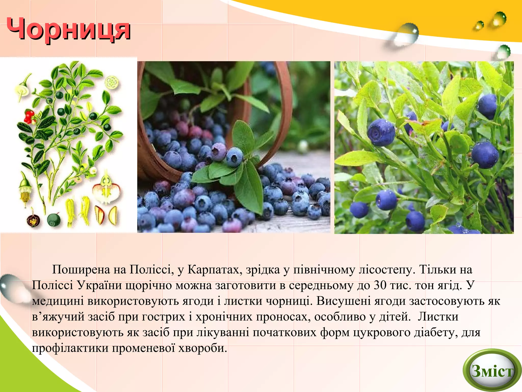 ЧорницяЧорниця
Поширена на Поліссі, у Карпатах, зрідка у північному лісостепу. Тільки на
Поліссі України щорічно можна заготовити в середньому до 30 тис. тон ягід. У
медицині використовують ягоди і листки чорниці. Висушені ягоди застосовують як
в’яжучий засіб при гострих і хронічних проносах, особливо у дітей. Листки
використовують як засіб при лікуванні початкових форм цукрового діабету, для
профілактики променевої хвороби.
Зміст
 