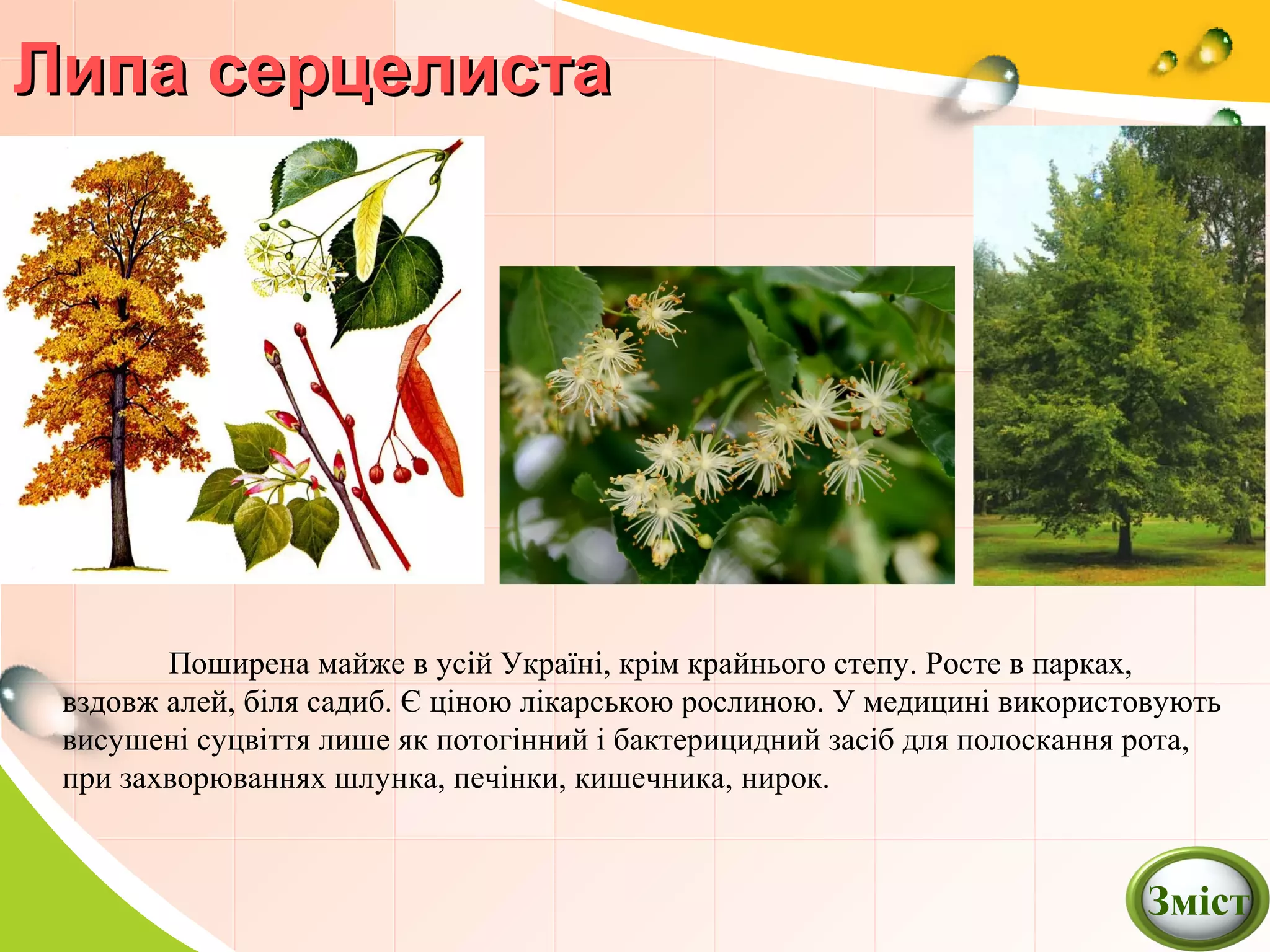 Липа серцелистаЛипа серцелиста
Поширена майже в усій Україні, крім крайнього степу. Росте в парках,
вздовж алей, біля садиб. Є ціною лікарською рослиною. У медицині використовують
висушені суцвіття лише як потогінний і бактерицидний засіб для полоскання рота,
при захворюваннях шлунка, печінки, кишечника, нирок.
Зміст
 