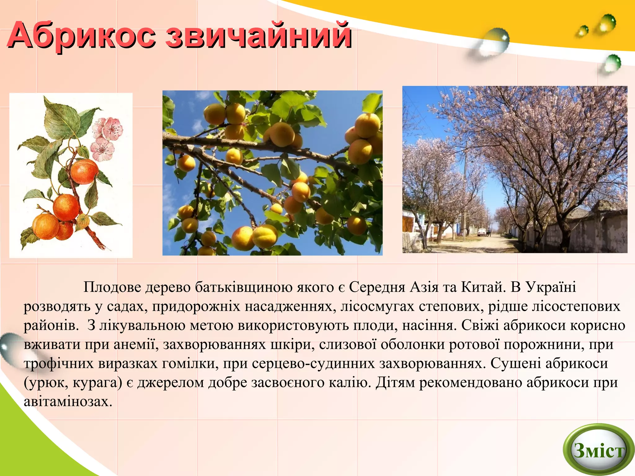 Абрикос звичайнийАбрикос звичайний
Плодове дерево батьківщиною якого є Середня Азія та Китай. В Україні
розводять у садах, придорожніх насадженнях, лісосмугах степових, рідше лісостепових
районів. З лікувальною метою використовують плоди, насіння. Свіжі абрикоси корисно
вживати при анемії, захворюваннях шкіри, слизової оболонки ротової порожнини, при
трофічних виразках гомілки, при серцево-судинних захворюваннях. Сушені абрикоси
(урюк, курага) є джерелом добре засвоєного калію. Дітям рекомендовано абрикоси при
авітамінозах.
Зміст
 