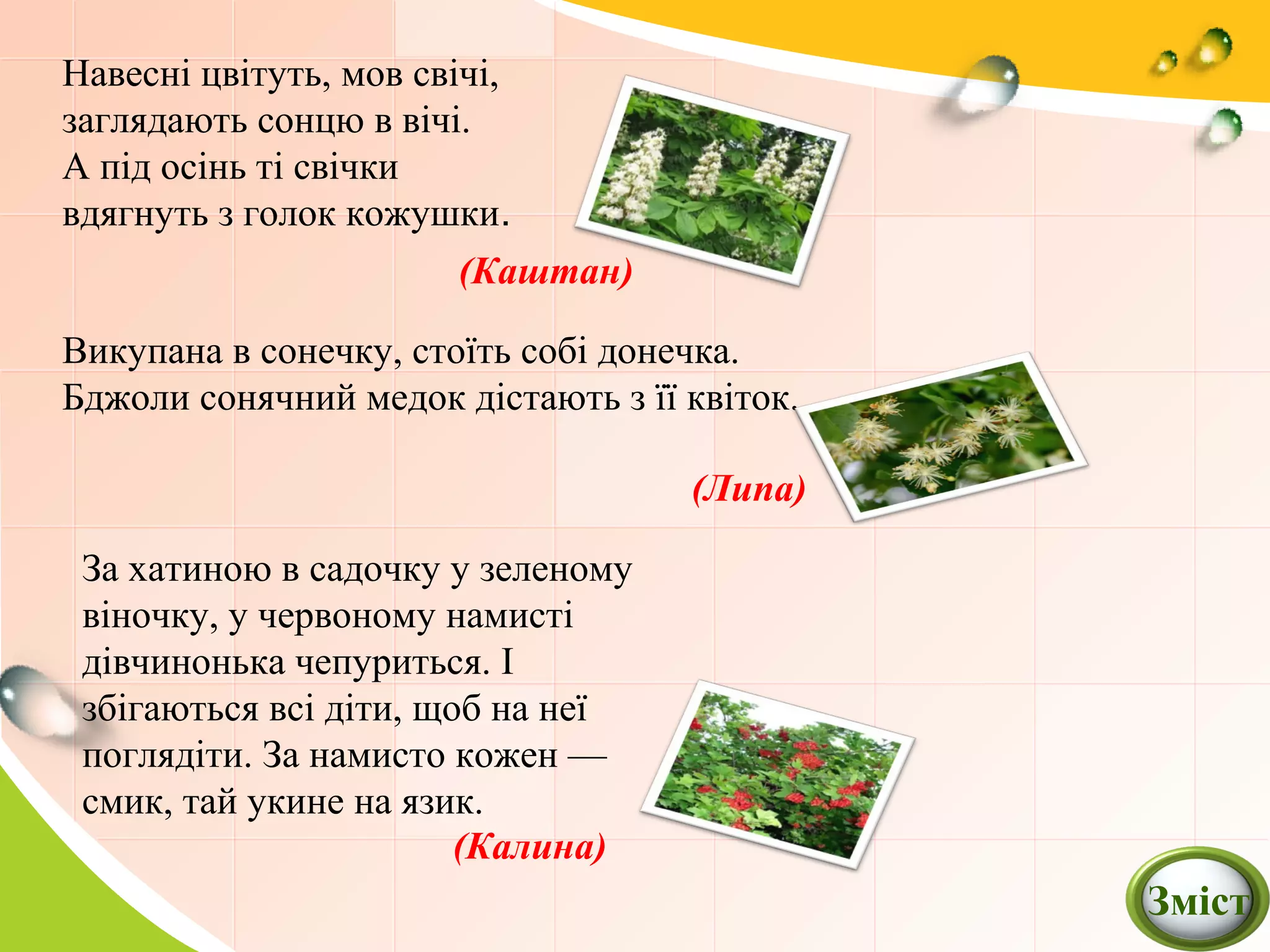 Навесні цвітуть, мов свічі,
заглядають сонцю в вічі.
А під осінь ті свічки
вдягнуть з голок кожушки.
Викупана в сонечку, стоїть собі донечка.
Бджоли сонячний медок дістають з її квіток.
За хатиною в садочку у зеленому
віночку, у червоному намисті
дівчинонька чепуриться. І
збігаються всі діти, щоб на неї
поглядіти. За намисто кожен —
смик, тай укине на язик.
(Калина)
(Липа)
(Каштан)
Зміст
 