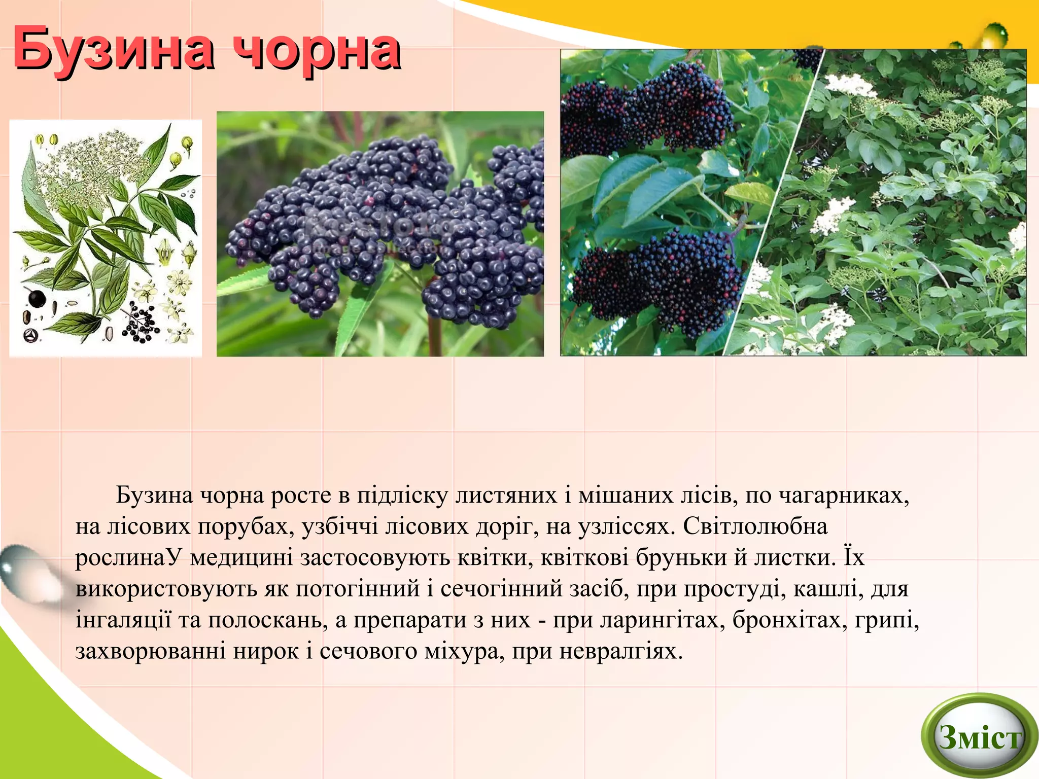 Бузина чорнаБузина чорна
Бузина чорна росте в підліску листяних і мішаних лісів, по чагарниках,
на лісових порубах, узбіччі лісових доріг, на узліссях. Світлолюбна
рослинаУ медицині застосовують квітки, квіткові бруньки й листки. Їх
використовують як потогінний і сечогінний засіб, при простуді, кашлі, для
інгаляції та полоскань, а препарати з них - при ларингітах, бронхітах, грипі,
захворюванні нирок і сечового міхура, при невралгіях.
Зміст
 