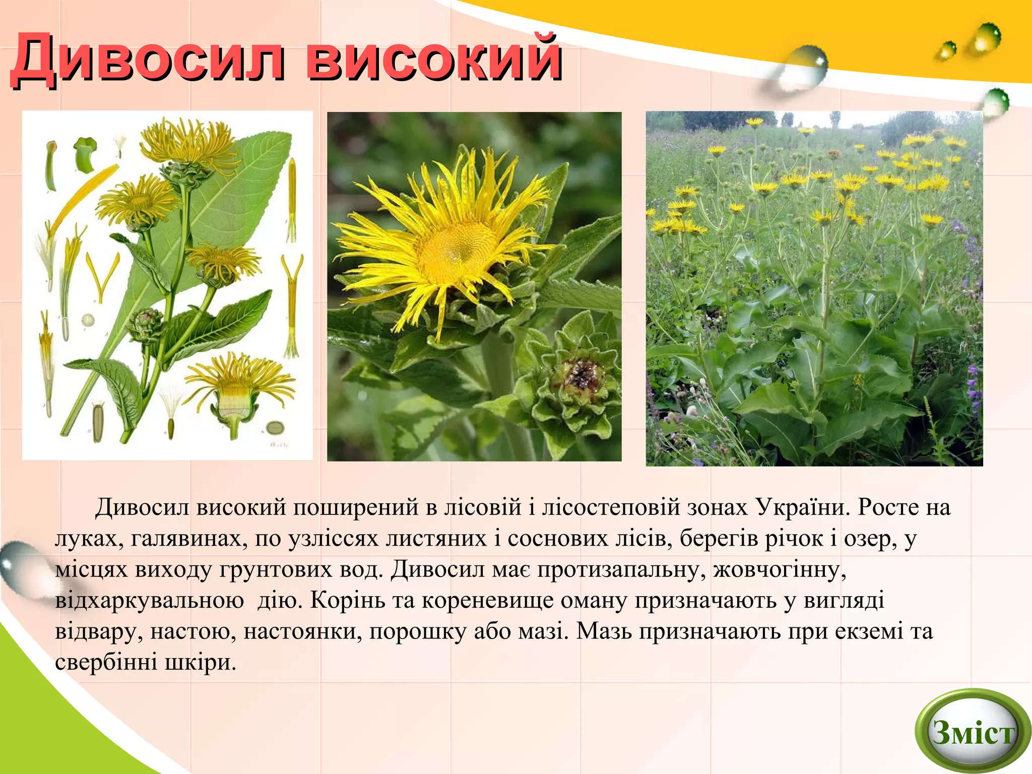 Дивосил високийДивосил високий
Дивосил високий поширений в лісовій і лісостеповій зонах України. Росте на
луках, галявинах, по узліссях листяних і соснових лісів, берегів річок і озер, у
місцях виходу грунтових вод. Дивосил має протизапальну, жовчогінну,
відхаркувальною дію. Корінь та кореневище оману призначають у вигляді
відвару, настою, настоянки, порошку або мазі. Мазь призначають при екземі та
свербінні шкіри.
Зміст
 
