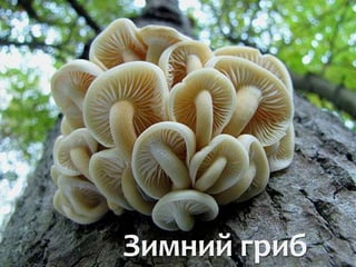 Зимний гриб
 