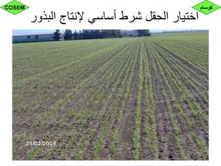 ‫البذور‬ ‫إلنتاج‬ ‫أساسي‬ ‫شرط‬ ‫الحقل‬ ‫اختيار‬
‫كوسام‬COSEM
 
