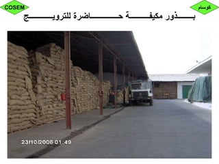 ‫للترويــــــــــــج‬ ‫حــــــــــــــاضرة‬ ‫مكيفــــــــــة‬ ‫بــــــــذور‬
‫كوسام‬COSEM
 