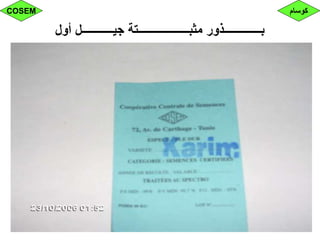 ‫أول‬ ‫جيـــــــــــل‬ ‫مثبــــــــــــــــــتة‬ ‫بـــــــــــــذور‬
‫كوسام‬COSEM
 