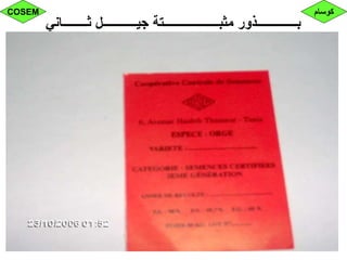 ‫ثــــــــاني‬ ‫جيـــــــــــل‬ ‫مثبــــــــــــــــــتة‬ ‫بـــــــــــــذور‬
‫كوسام‬COSEM
 