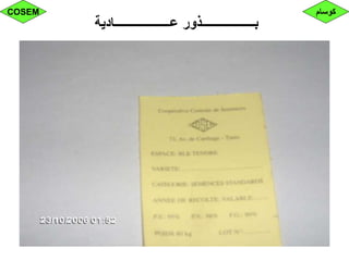 ‫عــــــــــــــــــادية‬ ‫بـــــــــــــــــذور‬
‫كوسام‬COSEM
 
