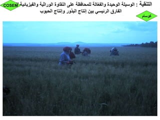 ‫التنقية‬:‫للبذور‬ ‫والفيزيائية‬ ‫الوراثية‬ ‫النقاوة‬ ‫على‬ ‫للمحافظة‬ ‫الة‬ّ‫ع‬‫والف‬ ‫الوحيدة‬ ‫الوسيلة‬
‫الحبوب‬ ‫وإنتاج‬ ‫البذور‬ ‫إنتاج‬ ‫بين‬ ‫الرئيسي‬ ‫الفارق‬
‫كوسام‬
COSEM
 