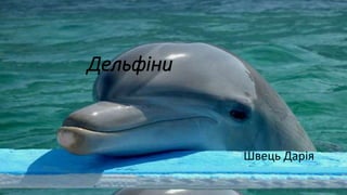 Дельфіни
Швець Дарія
 