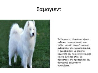 Σαμογιεντ
Το Σαμογιέντ, είναι ένα έμφυτα
καλό και τρυφερό σκυλί, που
τρέφει μεγάλη στοργή για τους
ανθρώπους και ειδικά τα παιδιά.
Η ομορφιά του, με ατού το
χαμόγελό του που εκτείνεται από
το ένα αυτί στο άλλο, θα
προκαλέσει την προσοχή και τον
θαυμασμό σας όταν το
αντικρίσετε.
 