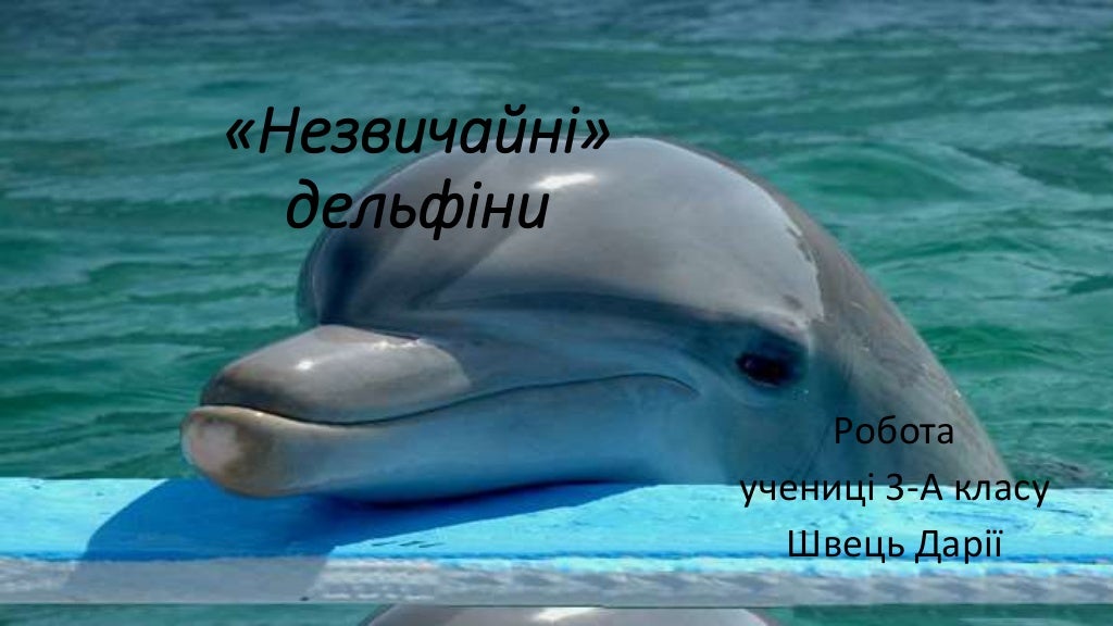 дельфіни