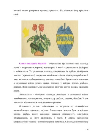 частині листка утворився вуглевод крохмаль. Під впливом йоду крохмаль
синіє.
Слово викладача біології: Розрізняють три основні типи пластид:
зелені – хлоропласти; червоні, жовтогарячі й жовті – хромопласти; безбарвні
– лейкопласти. Усі різновиди пластид утворюються із дрібних безбарвних
пластид ( пропластид) – округлих мембранних тілець діаметром приблизно 1
мкм, які мають слабкорозвинену систему тилакоїдів. Хромопласти містяться
в цитоплазмі клітин різних частин рослини: у квітках, плодах, стеблах,
листках. Вони впливають на забарвлення віночків квіток, плодів, осіннього
листя.
Лейкопласти – безбарвні пластиди, розміщені в цитоплазмі клітин
незабарвлених частин рослин, наприклад у стеблах, коренях, бульбах. У цих
пластидах відкладається запас поживних речовин.
Фотосинтез рослин здійснюється в хлоропластах, відособлених
двомембранних органелах клітини. Хлоропласти можуть бути в клітинах
плодів, стебел, проте основним органом фотосинтезу, анатомічно
пристосованим до його здійснення, є листя. У листку найбагатша
хлоропластами тканина - фотосинтезуюча паренхіма. Світло для фотосинтезу
16
 