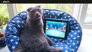 Tanja Evdokimenko, Playrix