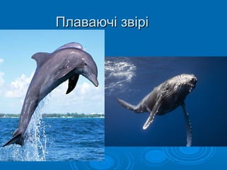 Плаваючі звіріПлаваючі звірі
 