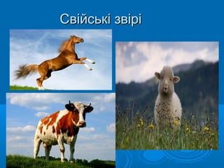 Свійські звіріСвійські звірі
 