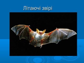 Літаючі звіріЛітаючі звірі
 