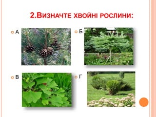 2.ВИЗНАЧТЕ ХВОЙНІ РОСЛИНИ:
 А
 В
 Б
 Г
 