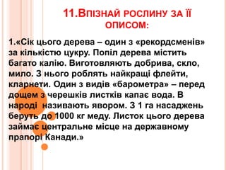 11.ВПІЗНАЙ РОСЛИНУ ЗА ЇЇ
ОПИСОМ:
1.«Сік цього дерева – один з «рекордсменів»
за кількістю цукру. Попіл дерева містить
багато калію. Виготовляють добрива, скло,
мило. З нього роблять найкращі флейти,
кларнети. Один з видів «барометра» – перед
дощем з черешків листків капає вода. В
народі називають явором. З 1 га насаджень
беруть до 1000 кг меду. Листок цього дерева
займає центральне місце на державному
прапорі Канади.»
 