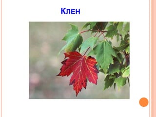 КЛЕН
 