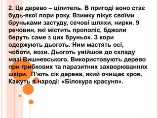 2. Це дерево – цілитель. В пригоді воно стає
будь-якої пори року. Взимку лікує своїми
бруньками застуду, сечові шляхи, нирки. 9
речовин, які містить прополіс, бджоли
беруть саме з цих бруньок. З кори
одержують дьоготь. Ним мастять осі,
чоботи, вози. Дьоготь увійшов до складу
мазі Вишневського. Використовують дерево
при грибкових та паразитних захворюваннях
шкіри. П’ють сік дерева, який очищає кров.
Кажуть в народі: «Білокура красуня».
 
