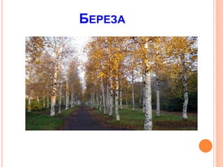 БЕРЕЗА
 