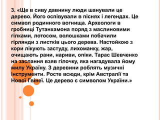 3. «Ще в сиву давнину люди шанували це
дерево. Його оспівували в піснях і легендах. Це
символ родинного вогнища. Археологи в
гробниці Тутанхамона поряд з маслиновими
гілками, лотосом, волошками побачили
гірлянди з листків цього дерева. Настойкою з
кори лікують застуду, лихоманку, жар,
очищають рани, нариви, опіки. Тарас Шевченко
на заслання взяв гілочку, яка нагадувала йому
милу Україну. З деревини роблять музичні
інструменти. Росте всюди, крім Австралії та
Нової Гвінеї. Це дерево є символом України.»
 