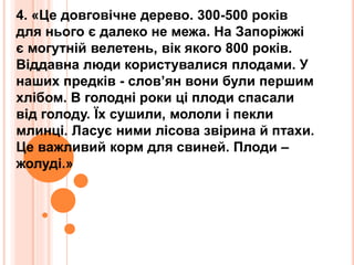 4. «Це довговічне дерево. 300-500 років
для нього є далеко не межа. На Запоріжжі
є могутній велетень, вік якого 800 років.
Віддавна люди користувалися плодами. У
наших предків - слов’ян вони були першим
хлібом. В голодні роки ці плоди спасали
від голоду. Їх сушили, мололи і пекли
млинці. Ласує ними лісова звірина й птахи.
Це важливий корм для свиней. Плоди –
жолуді.»
 