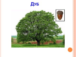 ДУБ
 