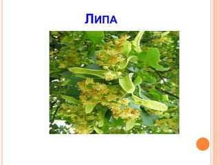 ЛИПА
 