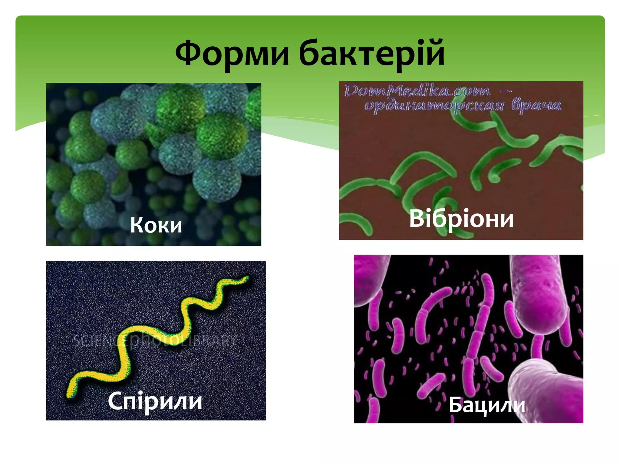 Форми бактерій
Коки
Спірили
Вібріони
Бацили
Вібріони
Спірили
 