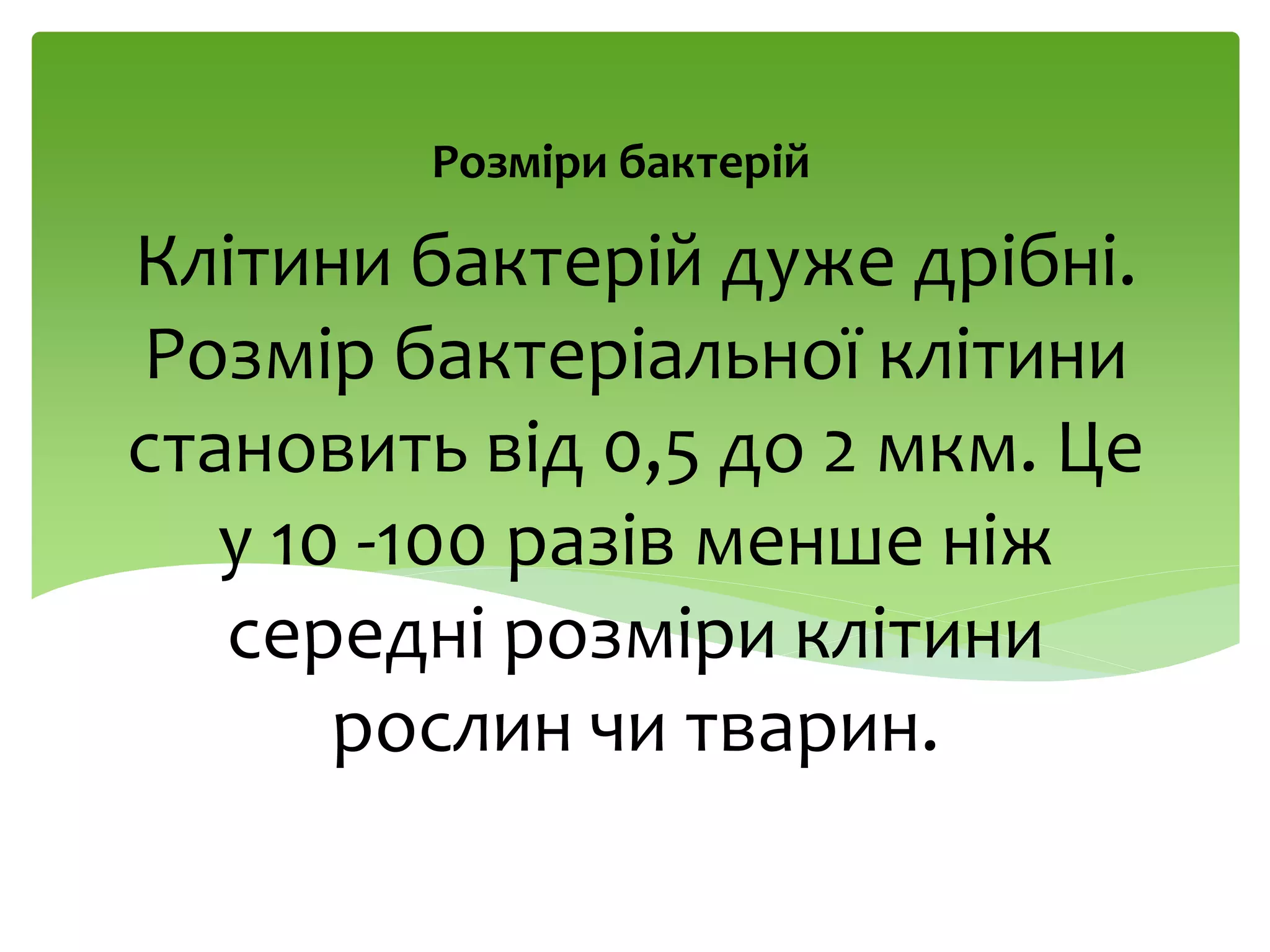 Клітини бактерій дуже дрібні.
Розмір бактеріальної клітини
становить від 0,5 до 2 мкм. Це
у 10 -100 разів менше ніж
середні розміри клітини
рослин чи тварин.
Розміри бактерій
 