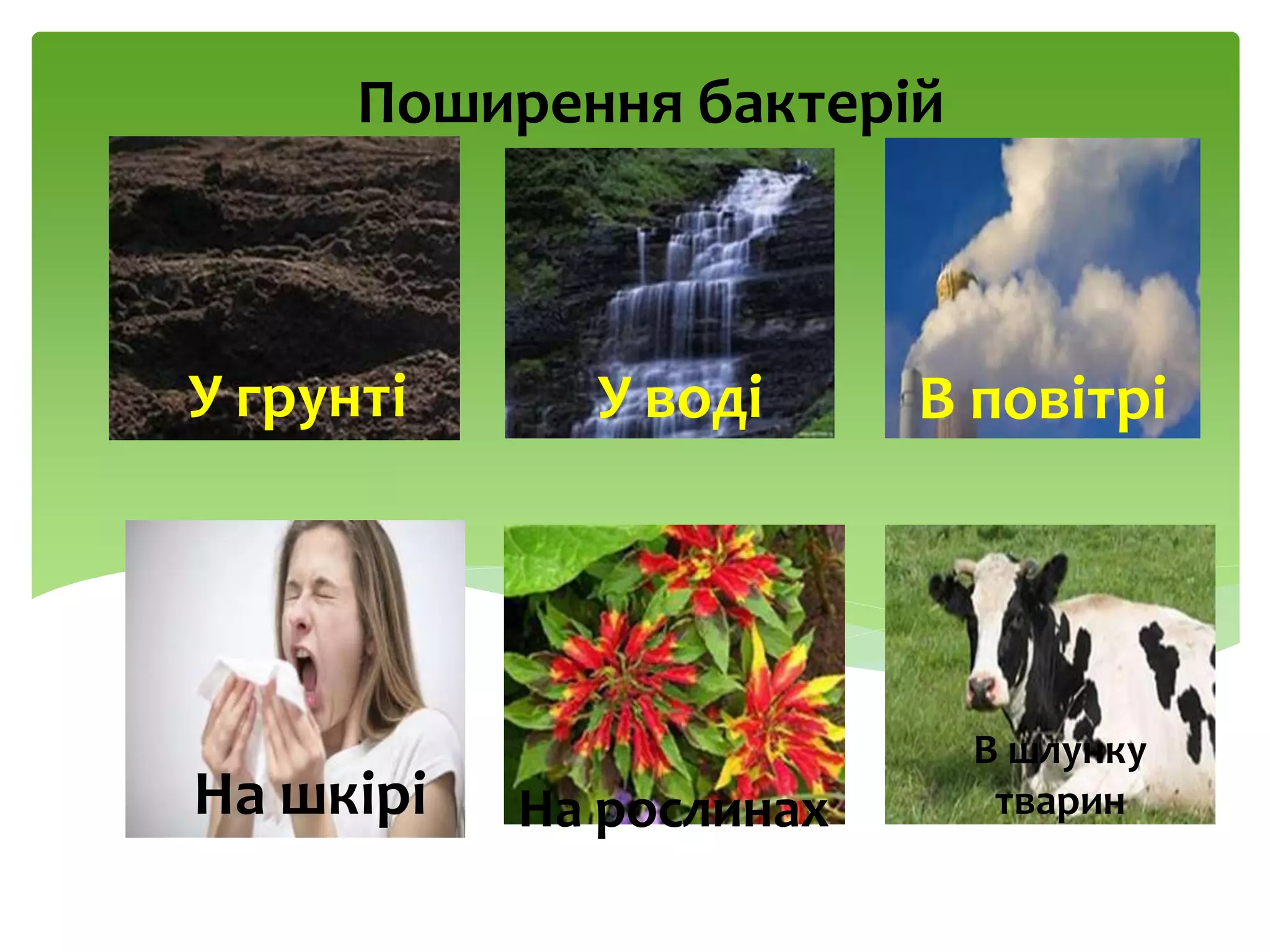 Поширення бактерій
У грунті У воді В повітрі
На шкірі На рослинах
В шлунку
тварин
 