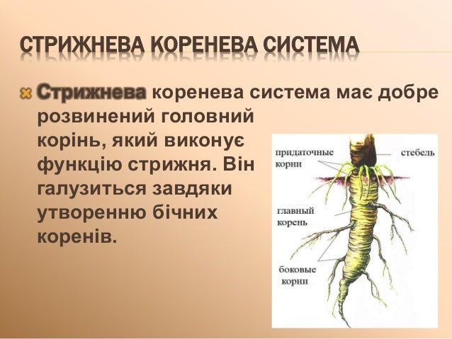 корінь