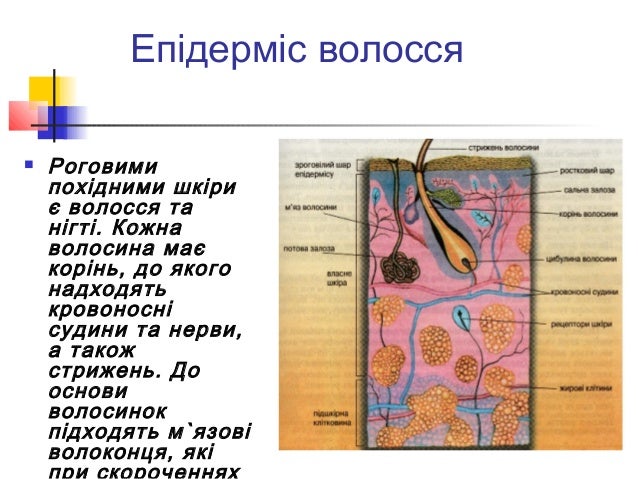 будова і функції шкіри