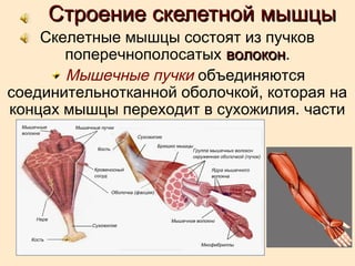 Строение скелетной мышцыСтроение скелетной мышцы
Скелетные мышцы состоят из пучков
поперечнополосатых волоконволокон.
 Мышечные пучки объединяются
соединительнотканной оболочкой, которая на
концах мышцы переходит в сухожилия. части
мышцы...
 