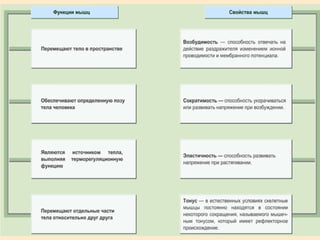Вопросы для обсуждения:Вопросы для обсуждения:
Какой тканью образованы мышцыКакой тканью образованы мышцы
человека?человека?
Как можно классифицироватьКак можно классифицировать
мышцы?мышцы?
Какую функцию выполняютКакую функцию выполняют
мышцы?мышцы?
 