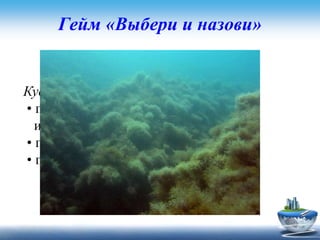 Гейм «Выбери и назови»
Задание для второй команды
Куда исчезают зимой лягушки?
• прячутся на глубину под камни
или ил
• прячутся в норки на дне водоема
• прячутся в погреб к людям
 
