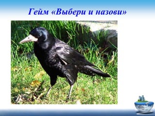 Гейм «Выбери и назови»
Задание для второй команды
Как отличают молодого грача от
старого?
• по походке
• по цвету клюва
• по размеру ног
 