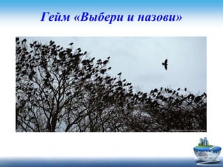 Гейм «Выбери и назови»
Задание для первой команды
Где спят вороны зимой и осенью ?
• в гнездах
• на деревьях
• в защищенных от ветра местах
 