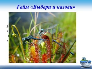 Гейм «Выбери и назови»
Задание для второй команды
Растение является хищником
• ландыш
• росянка
• белена
 