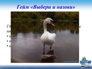 Гейм «Выбери и назови»
Задание для первой команды
Где целесообразнее рассматривать следы
птиц летом ?
• на поляне
• на берегу водоемов
• на земле
 