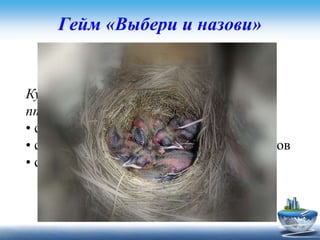 Гейм «Выбери и назови»
Задание для первой команды
Куда исчезает скорлупка разбитых
птенцами яиц из гнезда скворечников ?
• скворцы ее съедают
• скворцы выбрасывают ее из скворечников
• скворцы относят ее дальше от гнезда
 